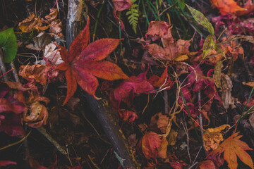 日本の秋のもみじの葉