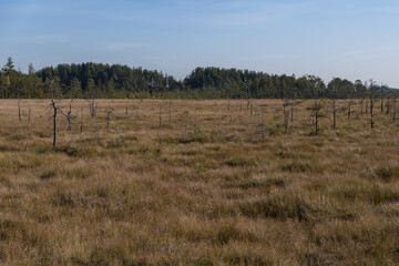 Territory of Sestroretsk swamp reserve. Saint-Petersburg. Russia