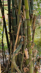 Fototapeta na wymiar close up of a bamboo