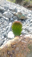 Cactus Bebé