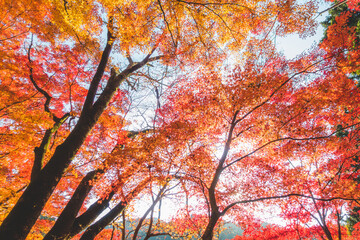 美しい日本の紅葉の木々と葉