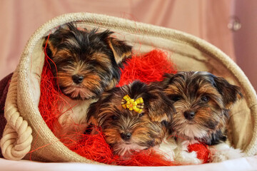 Biewer terrier puppies sit together. Healthy and cheerful dog children sit together. High quality photo