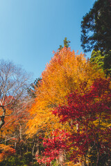 美しい日本の紅葉の木々と葉