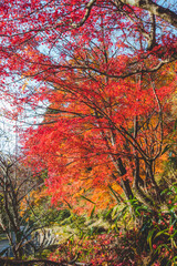 美しい日本の紅葉の木々と葉