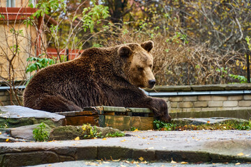 Fototapeta premium The brown bear is walking. Large wild animal in the park. Bear in the forest. High quality photo