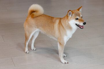 A young cute red dog Shiba Inu stands on the gray floor. Front view 