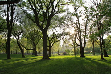 Fototapeta na wymiar Central Park Beautiful Trees