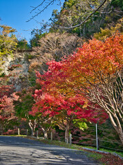 Naklejka premium 富津もみじロードの紅葉はじめ