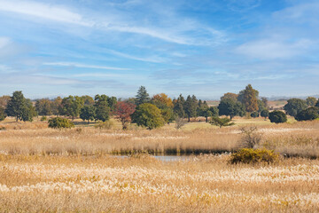Obraz premium 秋の渡良瀬遊水地の風景