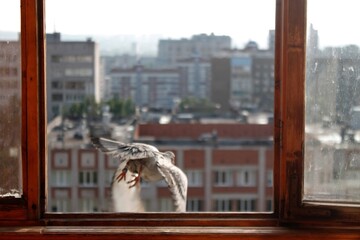 a pigeon flies out of the window