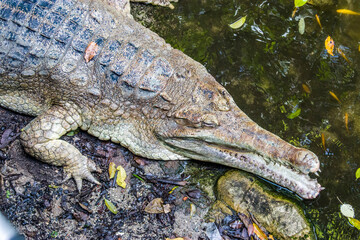 The false gharial is a freshwater crocodilian native to Malaysia, Borneo, Sumatra, and Java.
It is dark reddish-brown above with dark brown or black spots and cross-bands on the back and tail.
