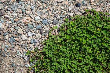 wallpaper, manufacturing, decoration, land, mineral, floor, clusters, botany, pebble, artificial, aggregate, earth, dirty, construction, geology, macro, mountain, decor, backyard, sandy, dry, fresh, d