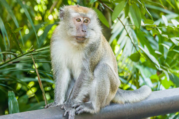 The crab-eating macaque (Macaca fascicularis) in Singapore
A cercopithecine primate native to Southeast Asia 
It has a long history alongside humans, more recently, the subject of medical experiments.