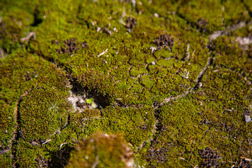 wallpaper, manufacturing, decoration, land, mineral, floor, clusters, botany, pebble, artificial,...