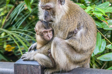 The baby crab-eating macaque (Macaca fascicularis) in Singapore
A primate native to Southeast Asia 
It has a long history alongside humans, more recently, the subject of medical experiments.