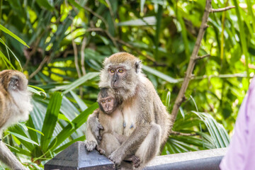 The baby crab-eating macaque (Macaca fascicularis) in Singapore
A primate native to Southeast Asia 
It has a long history alongside humans, more recently, the subject of medical experiments.