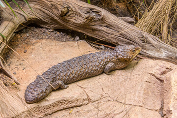 Shingleback Skink (Tiliqua rugosa) is a short-tailed, slow-moving species of blue-tongued skink found in Australia. 
A heavily armoured body and can be found in various colours, dark brown to cream. 