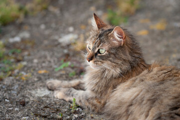 Streunerkatze