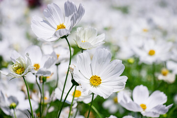 White mexican aster flowers in garden bright sunshine day on a background of green leaves. Cosmos bipinnatus. Select focus.
