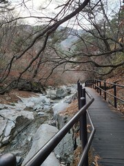 bridge in the forest