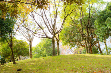 Obraz premium 公園