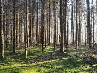 footpath in the woods