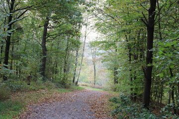 Waldweg im Herbst führt ins Licht