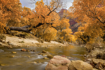 Golden cottonwoods along the Virgin River in Zion National Park at autumn