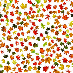 Fall leaf border. Season leaves fall background. Autumn yellow red, orange leaf isolated on white. Colorful maple seamless pattern foliage .