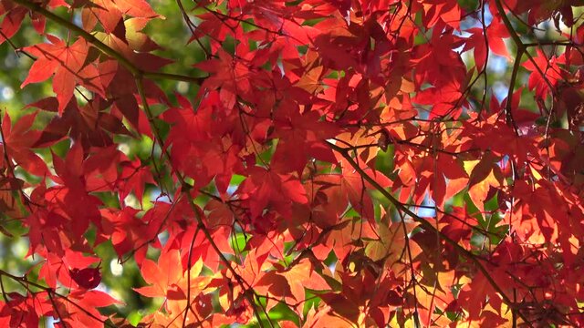 Japanese maple leaves in red swaying in the blue sky. Close up shot of autumn leaves. 4K