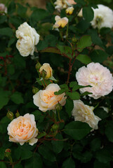 white roses in a garden