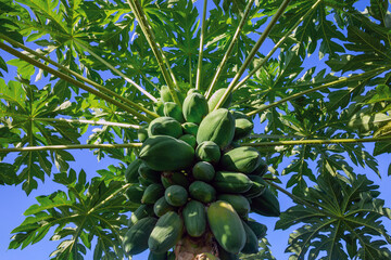 Papaya fruit is on the trees in the plantation.