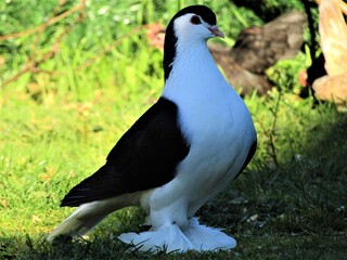 Pigeon Lahore noir sur herbe verte 