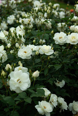 Naklejka na ściany i meble white flowers in the garden