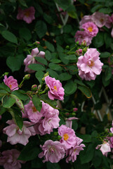 pink rose bush
