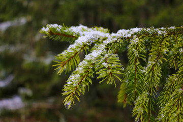 There is snow on a young green branch of spruce.