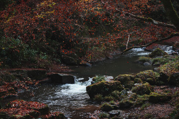 川と紅葉と落ち葉