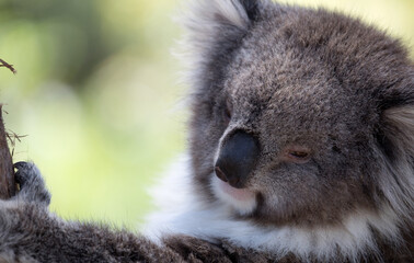 The Koala (Phascularctos cinereous) is an arboreal herbivorous marsupial native to Australia	
