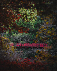 葉の間から覗く橋