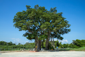 Nakhon Nayok, THAILAND - November 3, 2020: Big banyan tree in San Chao Pho Ongkharak Tutelary...