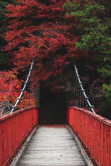 赤く染まる葉と橋