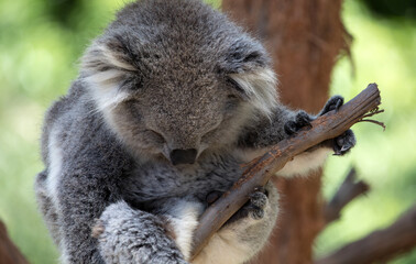 The Koala (Phascularctos cinereous) is an arboreal herbivorous marsupial native to Australia	
