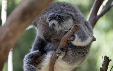 The Koala (Phascularctos cinereous) is an arboreal herbivorous marsupial native to Australia	
