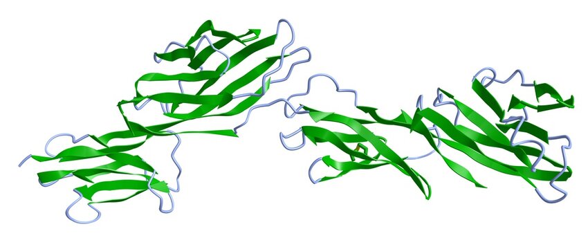 A 3D cartoon model of the human CD4 glycoprotein, white background