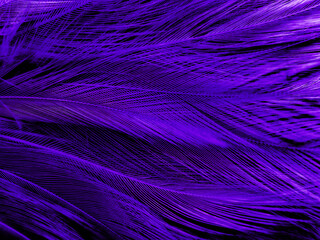 Beautiful abstract purple feathers on dark background, blue feather texture on black pattern, purple background, colorful feather wallpaper, love valentines day, dark texture