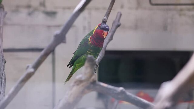 Lory parrot on a branch