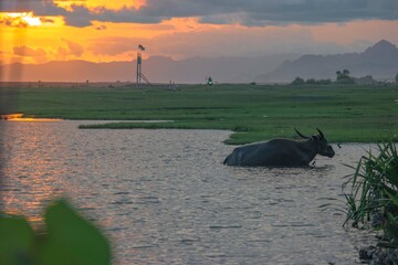 green savannah with water pond