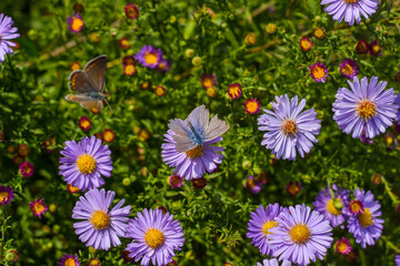 Obraz premium field of flowers