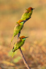 Three Green Bee-Eaters perching on a perch, looking into a distance