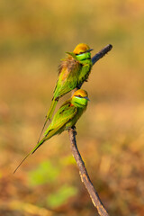 A pair of Green Bee-eaters on the perch looking into a distance